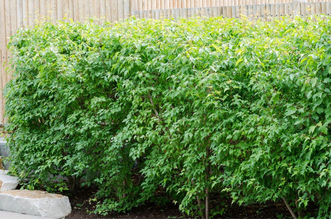 Acer Ginnala 'flame' - View 25 from www redcrocus com