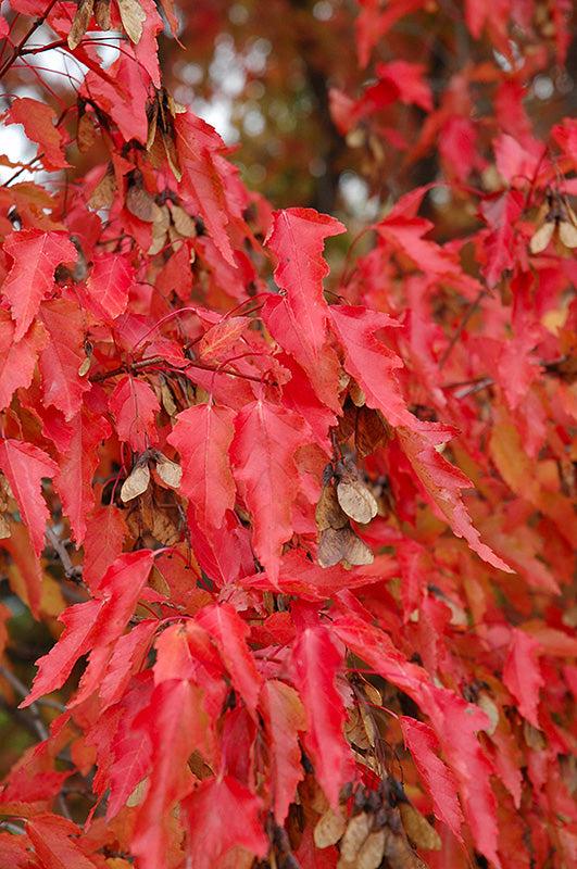 Acer Ginnala 'flame' - View 26 from www redcrocus com
