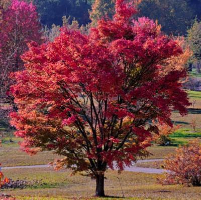 Acer Ginnala 'flame' - View 29 from www redcrocus com