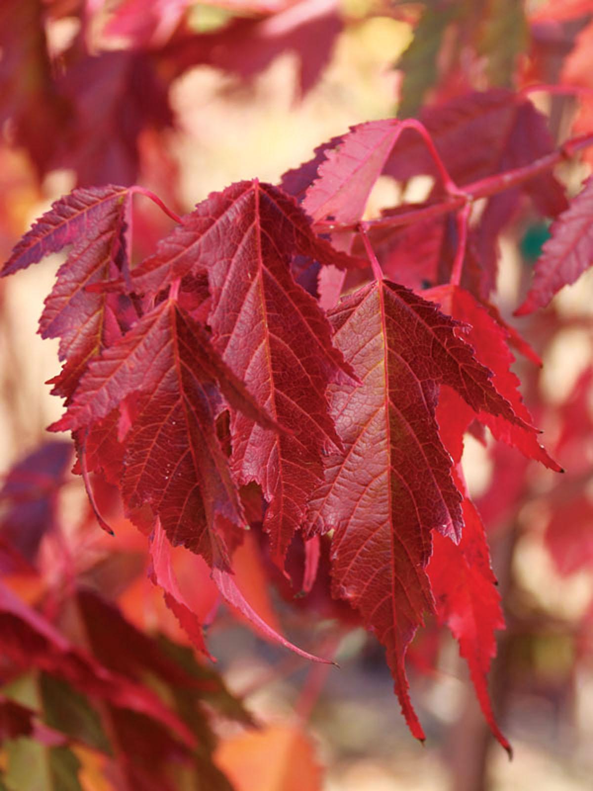 Acer Ginnala 'flame' - View 2 from www redcrocus com