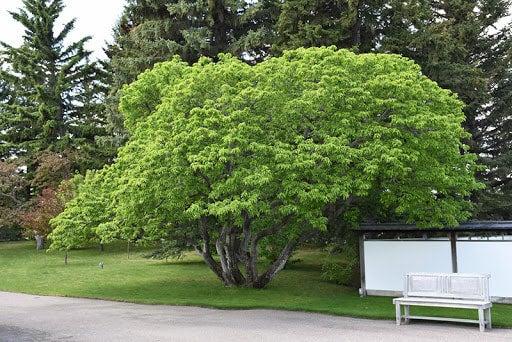 Acer Ginnala 'flame' - View 34 from www redcrocus com