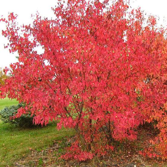 Acer Ginnala 'flame' - View 36 from www redcrocus com