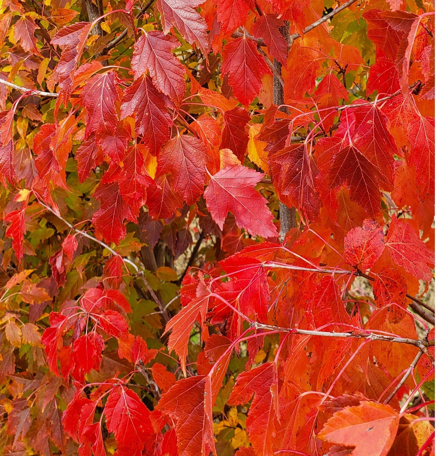 Acer Ginnala 'flame' - View 3 from www redcrocus com