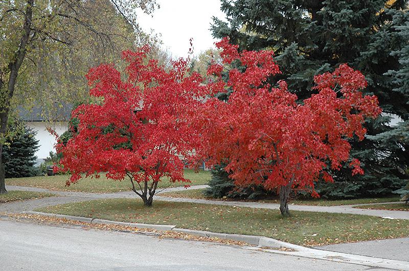 Acer Ginnala 'flame' - View 4 from www redcrocus com