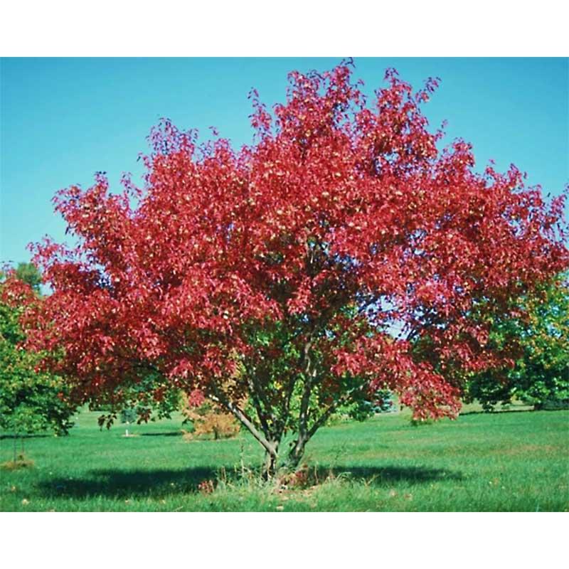 Acer Ginnala 'flame' - View 6 from www redcrocus com