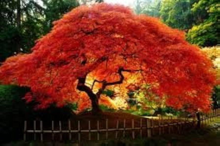 Acer Ginnala 'flame' - View 9 from www redcrocus com
