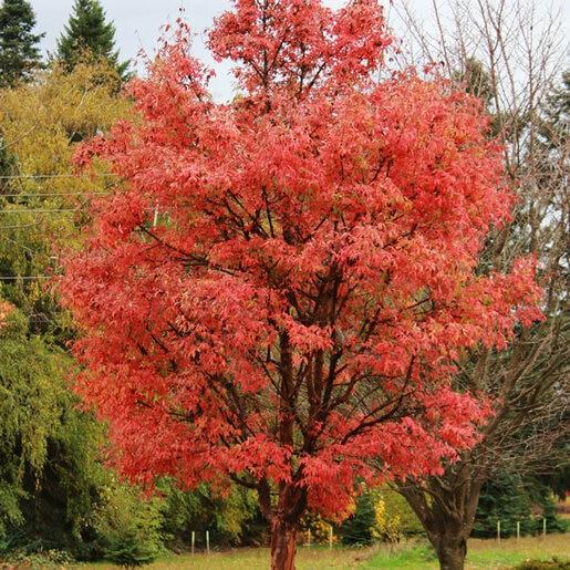 Acer Griseum 'fireburst' - View 10 from www redcrocus com