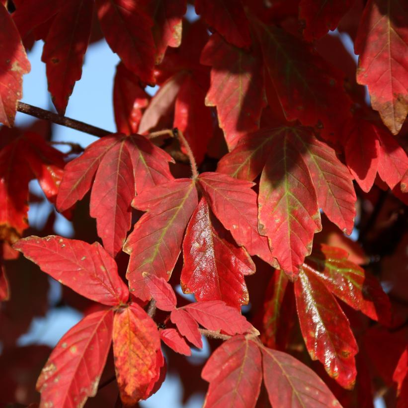 Acer Griseum 'fireburst' - View 13 from www redcrocus com