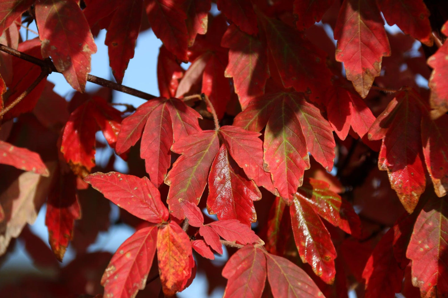 Acer Griseum 'fireburst' - View 15 from www redcrocus com