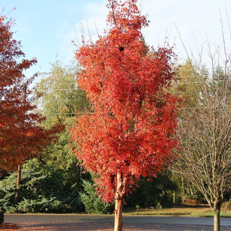 Acer Griseum 'fireburst' - View 17 from www redcrocus com