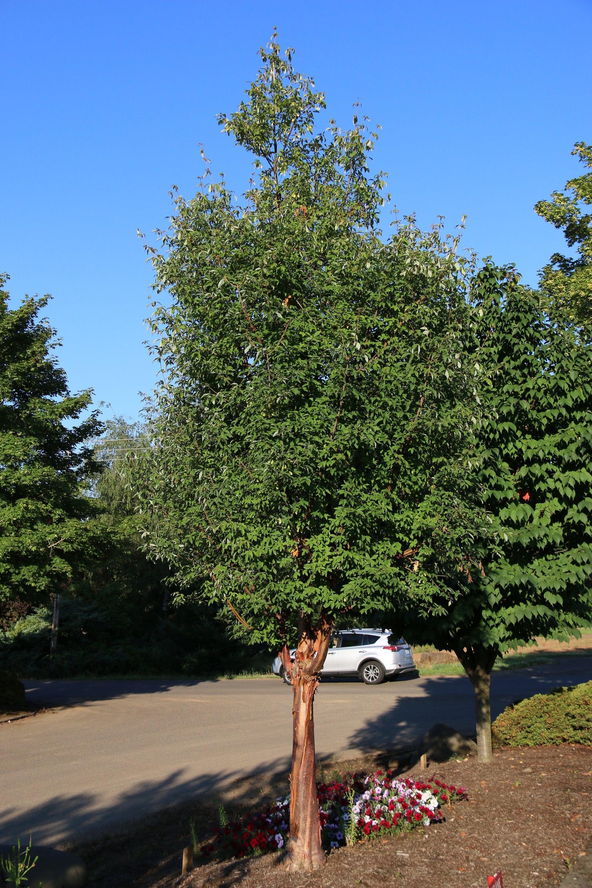 Acer Griseum 'fireburst' - View 18 from www redcrocus com