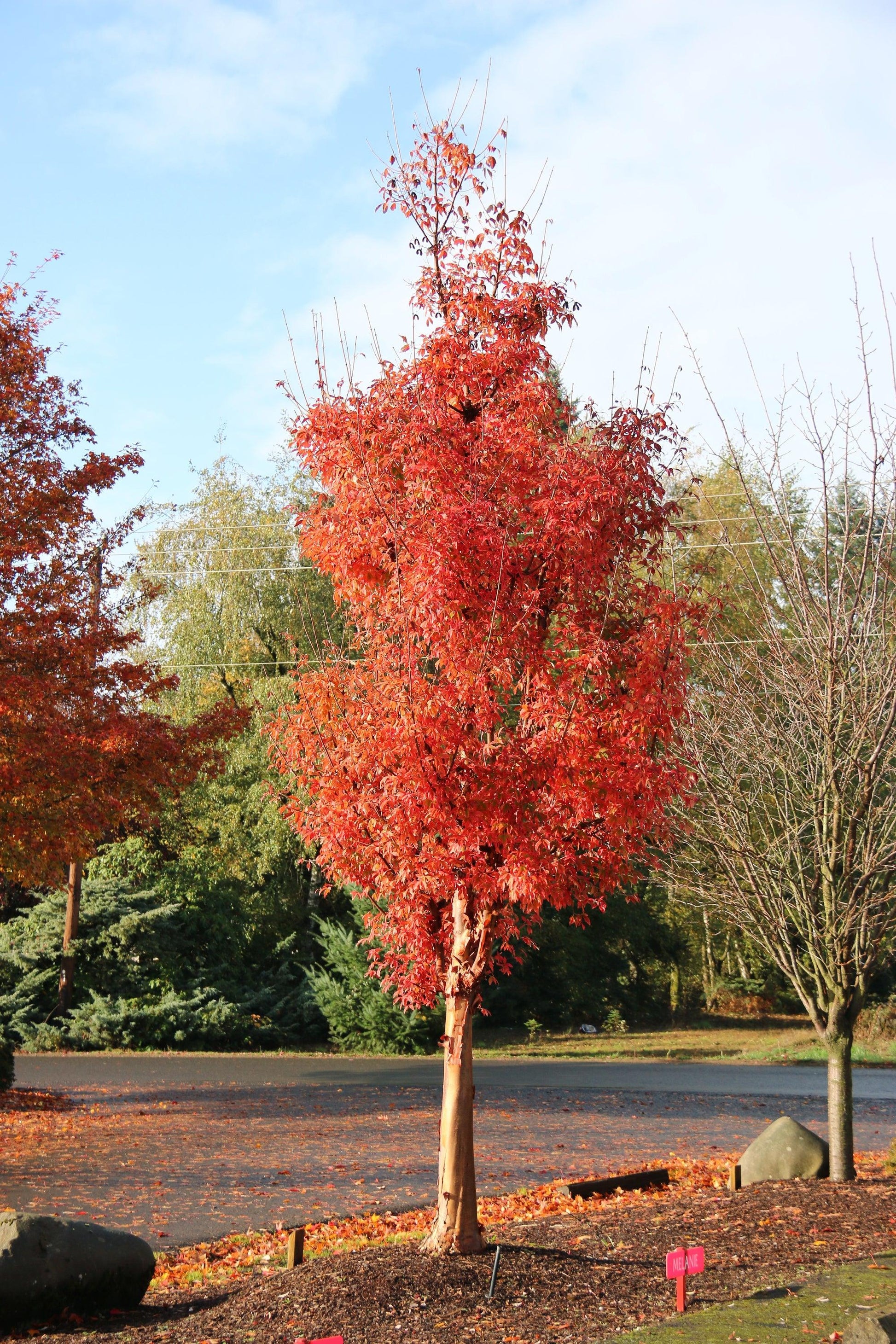 Acer Griseum 'fireburst' - View 19 from www redcrocus com
