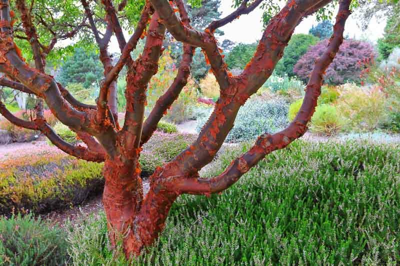 Acer Griseum 'fireburst' - View 21 from www redcrocus com