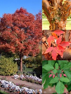 Acer Griseum 'fireburst' - View 22 from www redcrocus com