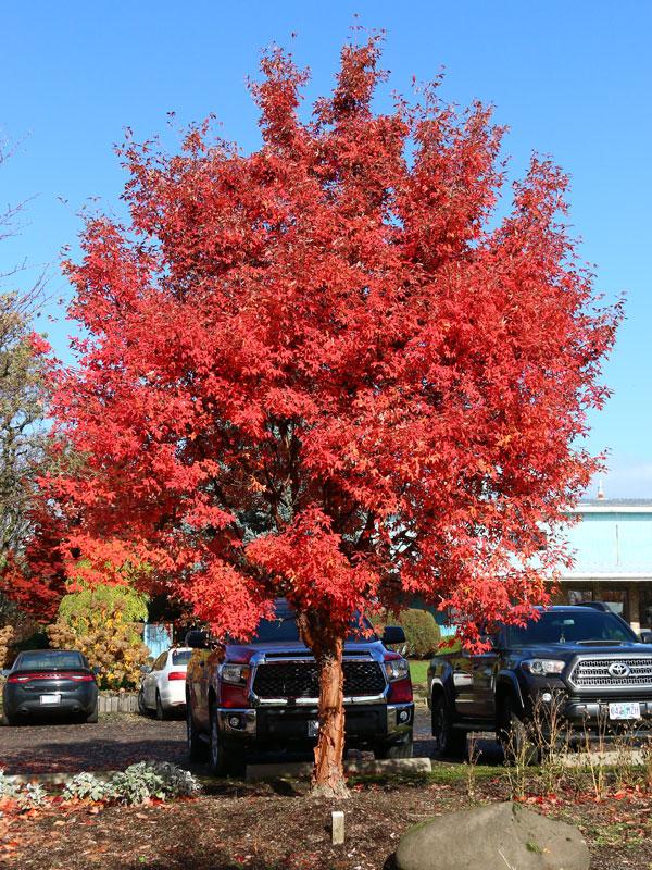 Acer Griseum 'fireburst' - View 23 from www redcrocus com