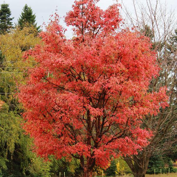 Acer Griseum 'fireburst' - View 25 from www redcrocus com