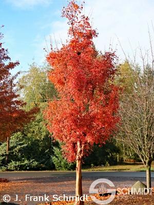 Acer Griseum 'fireburst' - View 26 from www redcrocus com