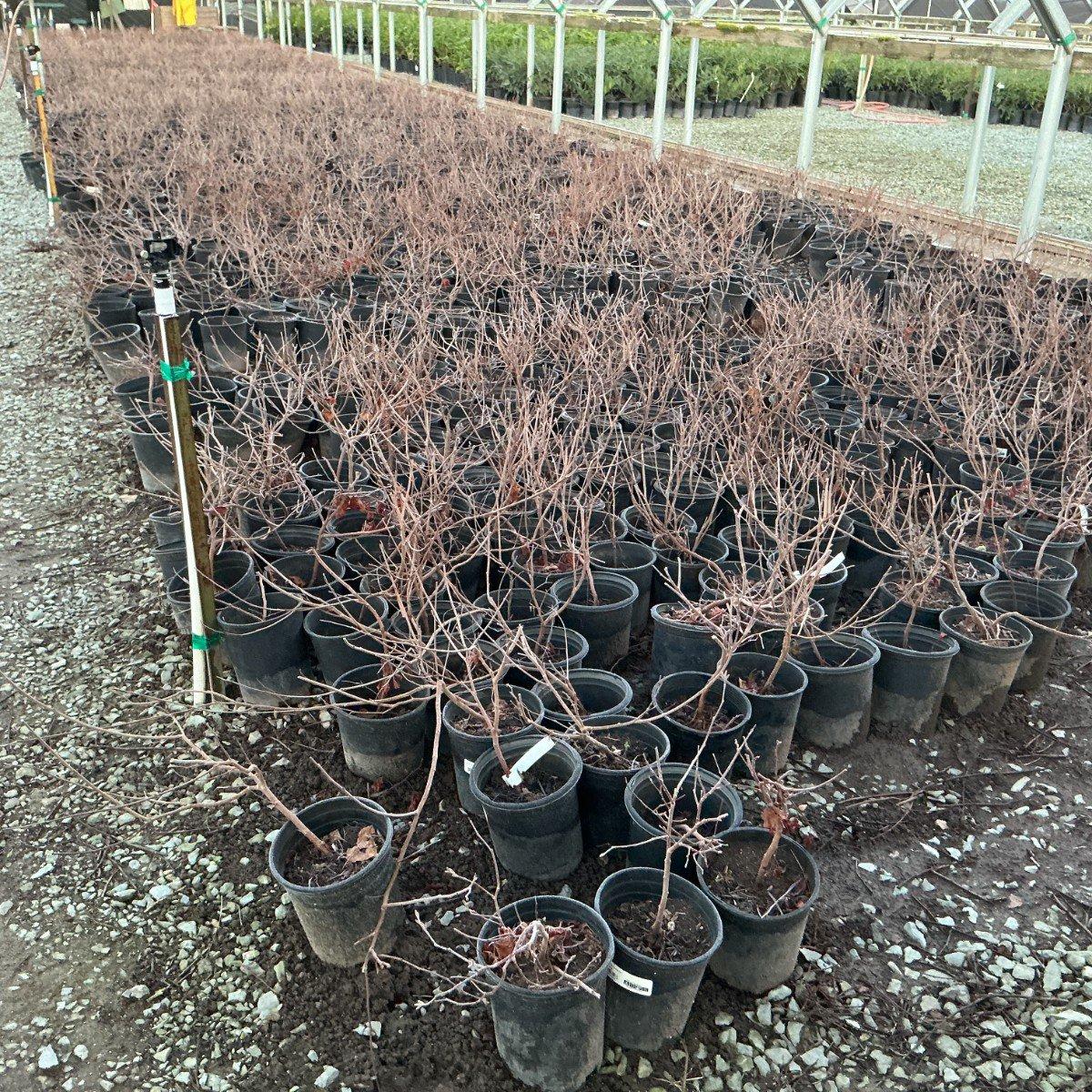 Acer Griseum 'fireburst' - View 27 from www redcrocus com