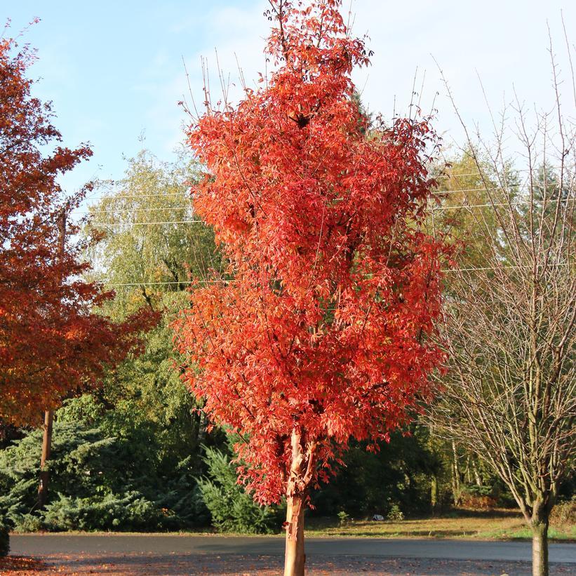 Acer Griseum 'fireburst' - View 2 from www redcrocus com