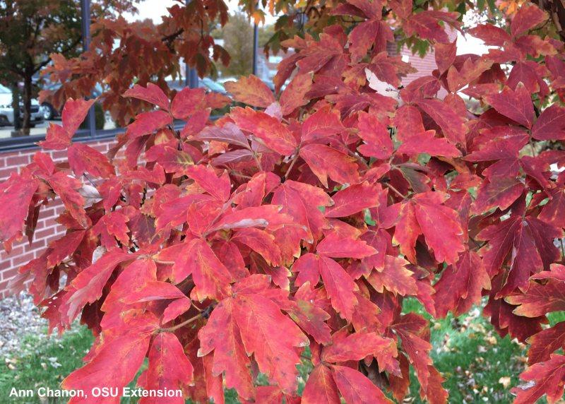 Acer Griseum 'fireburst' - View 32 from www redcrocus com