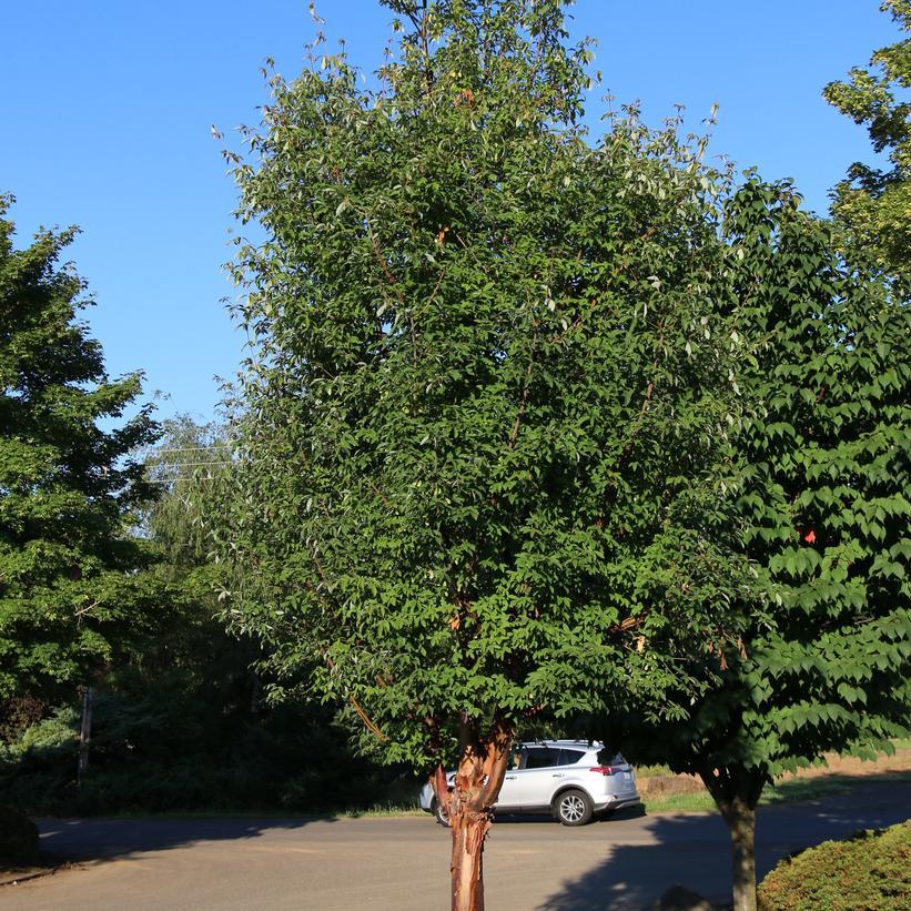 Acer Griseum 'fireburst' - View 3 from www redcrocus com