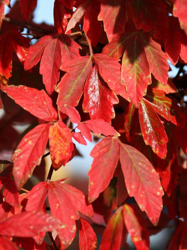 Acer Griseum 'fireburst' - View 5 from www redcrocus com