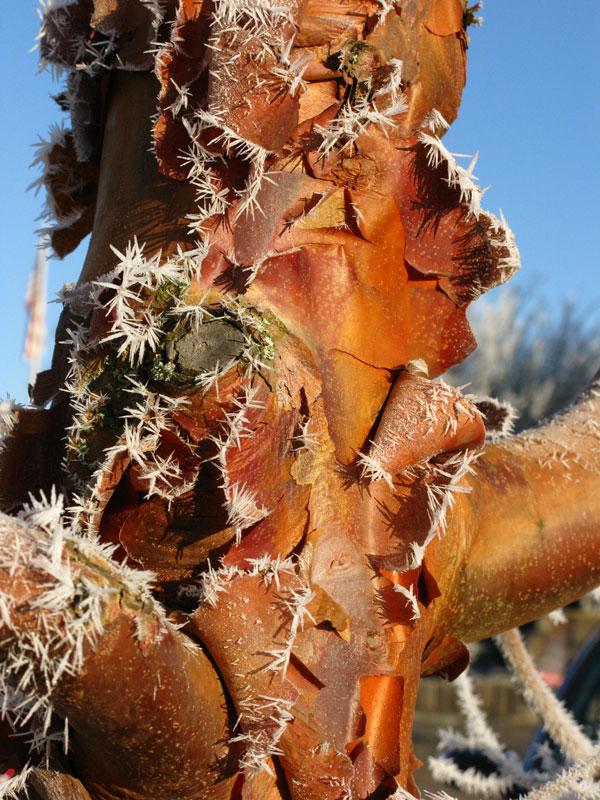 Acer Griseum 'fireburst' - View 6 from www redcrocus com