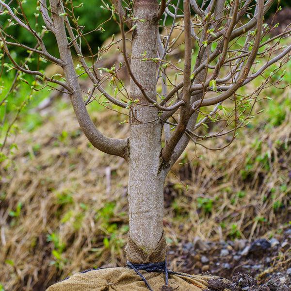 Carpinus Betulus 'frans Fontaine' Low Branch - View 10 from www redcrocus com