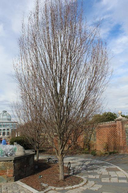 Carpinus Betulus 'frans Fontaine' Low Branch - View 12 from www redcrocus com