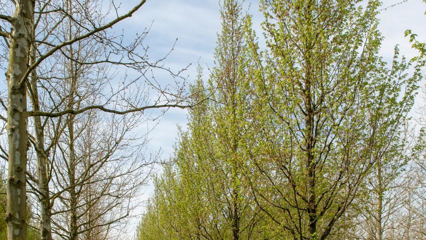 Carpinus Betulus 'frans Fontaine' Low Branch - View 16 from www redcrocus com