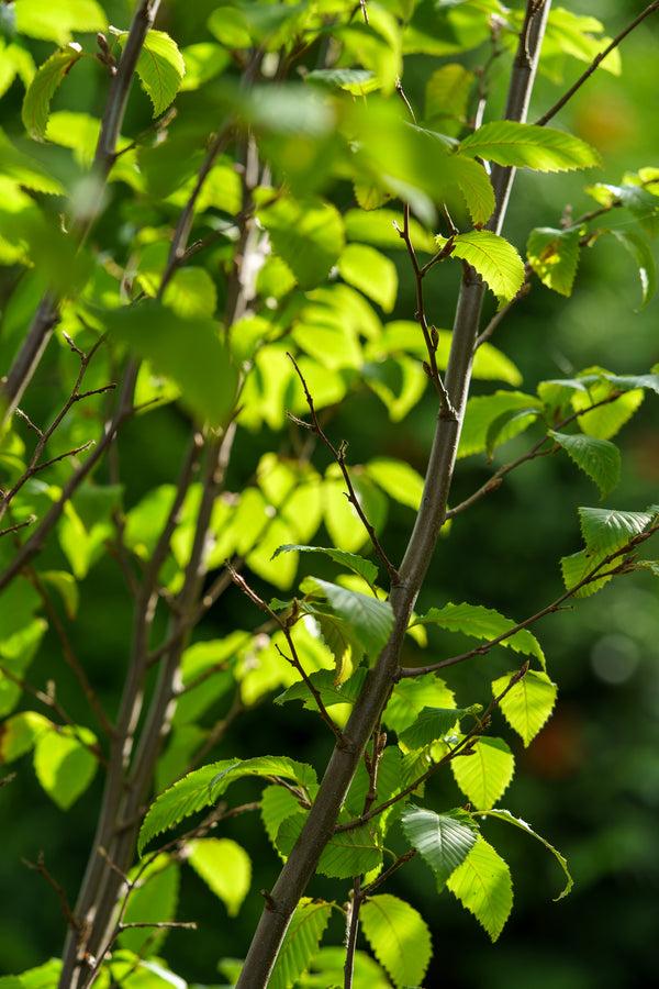 Carpinus Betulus 'frans Fontaine' Low Branch - View 18 from www redcrocus com