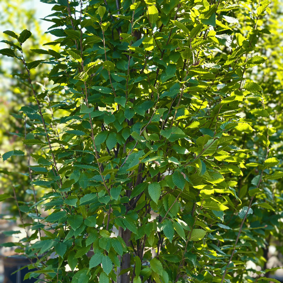 Carpinus Betulus 'frans Fontaine' Low Branch - View 30 from www redcrocus com