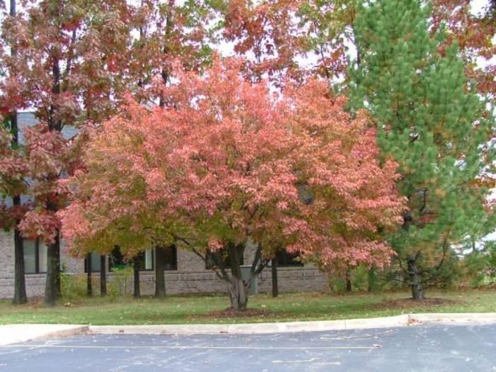 Acer Ginnala 'flame' - View 12 from www redcrocus com