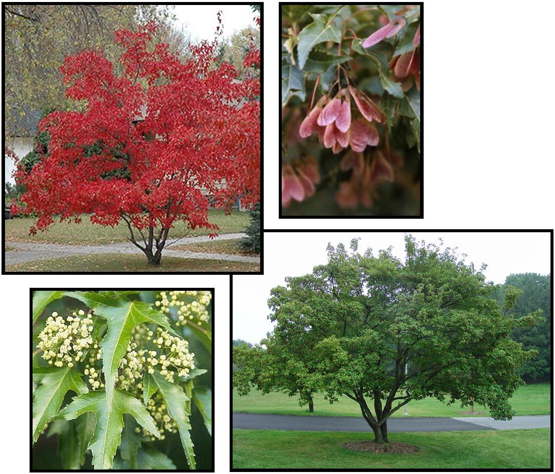 Acer Ginnala 'flame' - View 13 from www redcrocus com