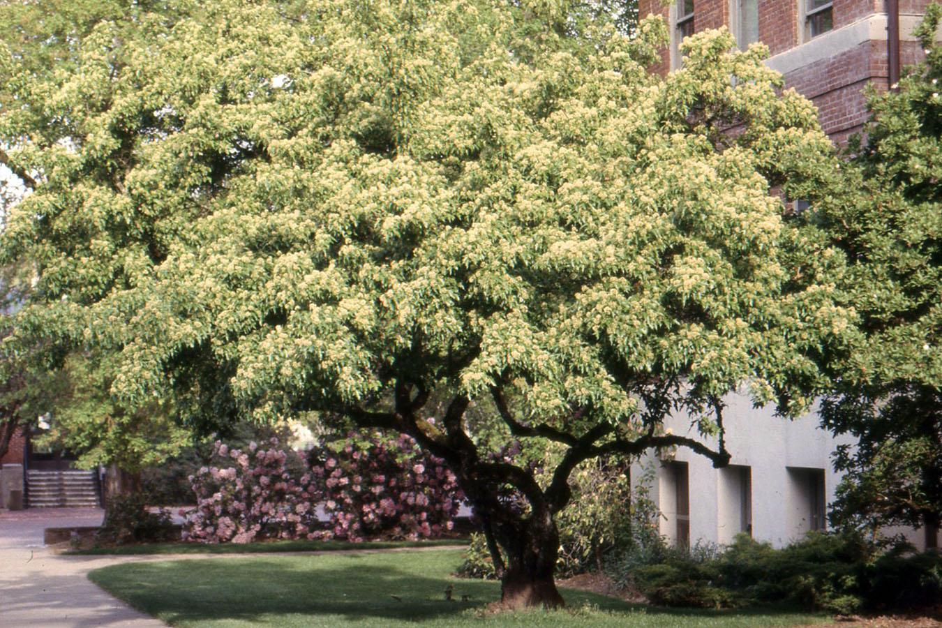 Acer Ginnala 'flame' - View 15 from www redcrocus com
