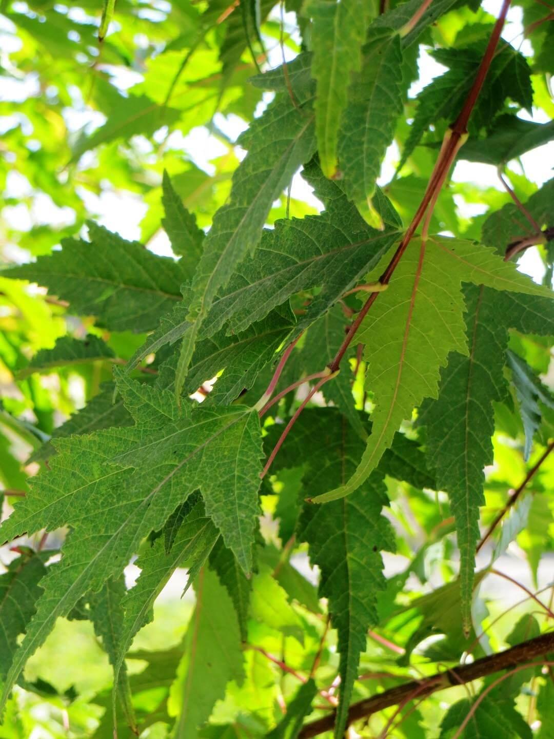 Acer Ginnala 'flame' - View 16 from www redcrocus com