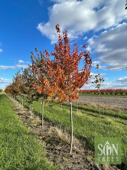 Acer Ginnala 'flame' - View 1 from www redcrocus com