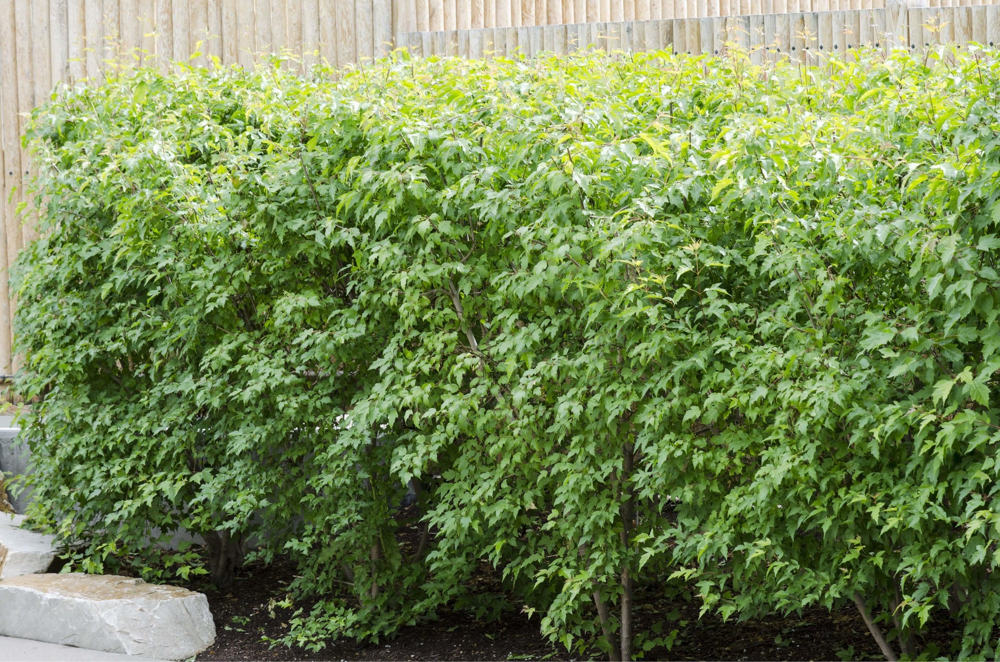 Acer Ginnala 'flame' - View 20 from www redcrocus com