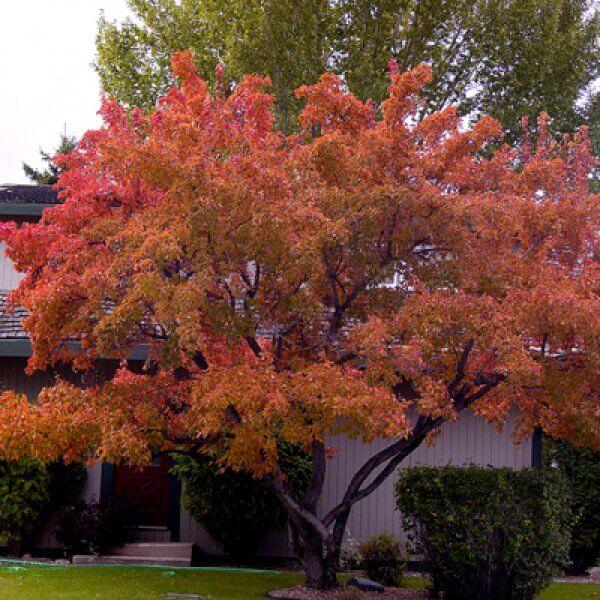 Acer Ginnala 'flame' - View 21 from www redcrocus com