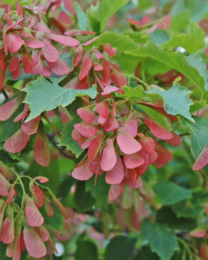 Acer Ginnala 'flame' - View 23 from www redcrocus com