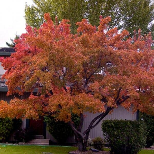 Acer Ginnala 'flame' - View 28 from www redcrocus com