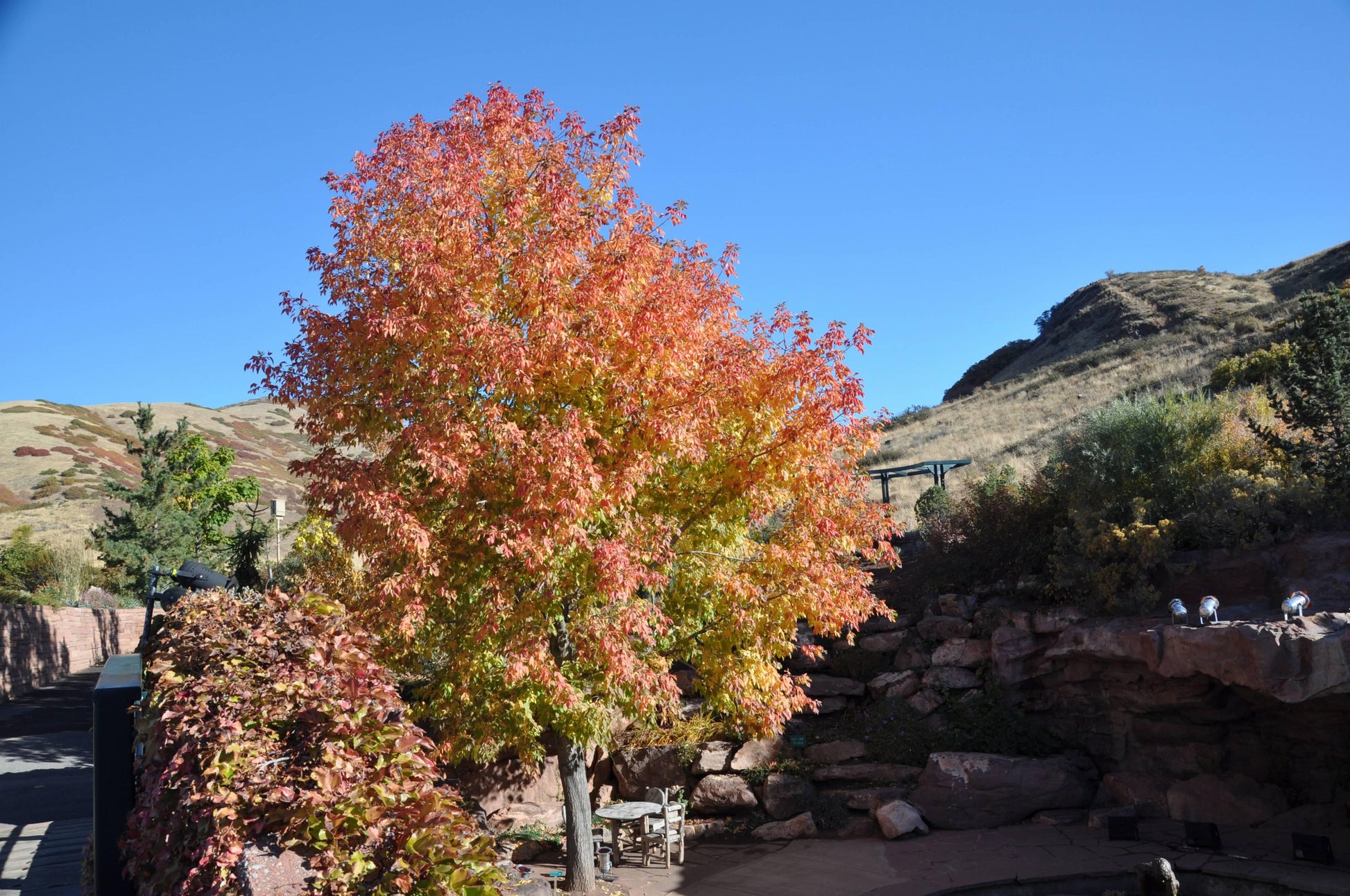 Acer Ginnala 'flame' - View 31 from www redcrocus com