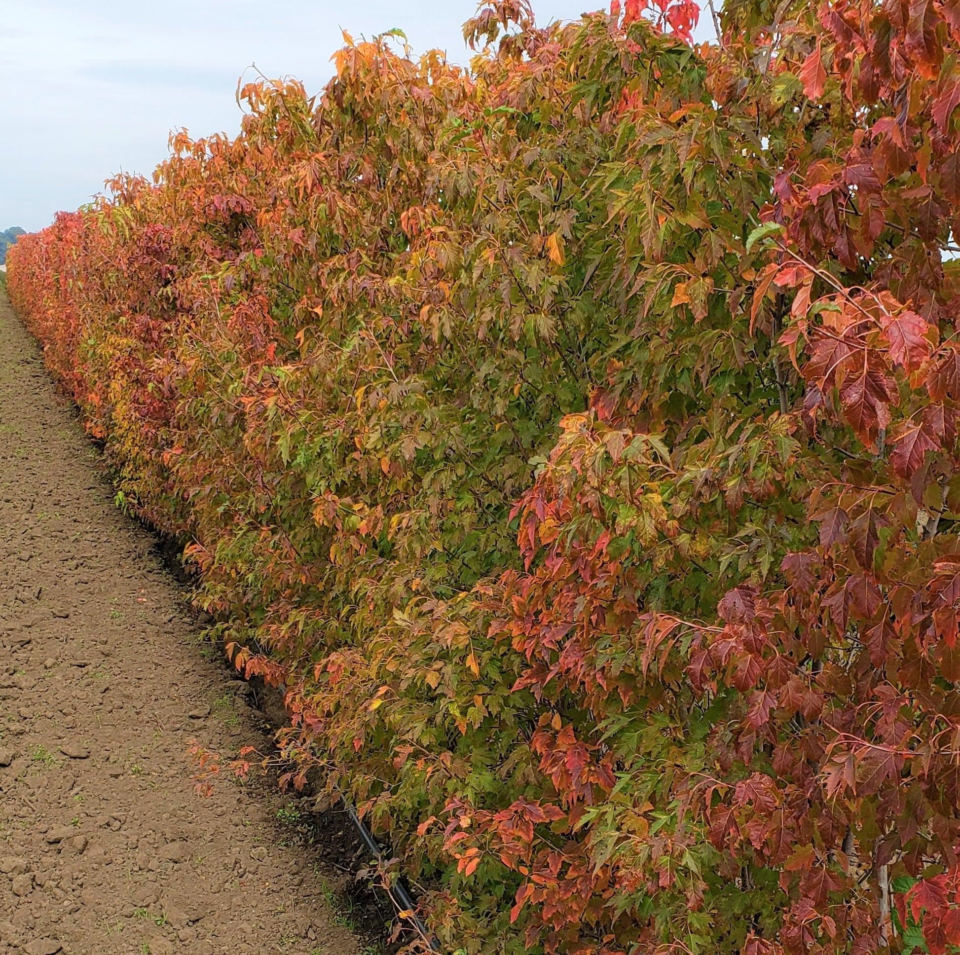 Acer Ginnala 'flame' - View 35 from www redcrocus com