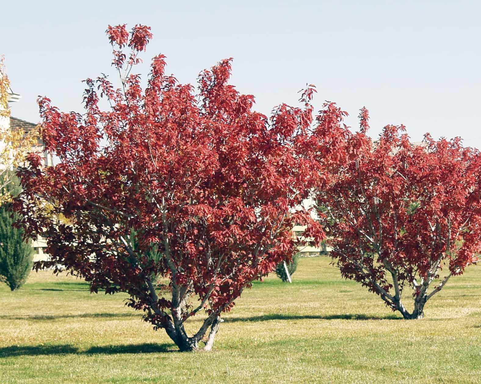 Acer Ginnala 'flame' - View 5 from www redcrocus com