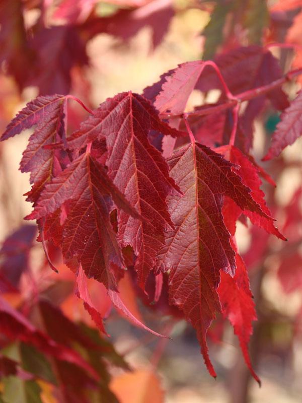 Acer Ginnala 'flame' - View 7 from www redcrocus com