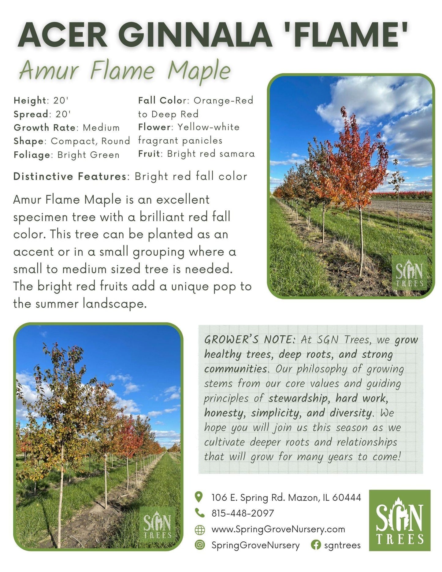 Acer Ginnala 'flame' - View 8 from www redcrocus com