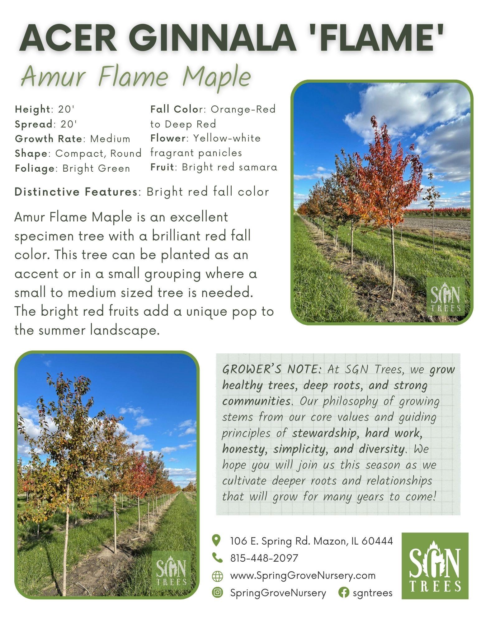 Acer Ginnala 'flame' - View 8 from www redcrocus com