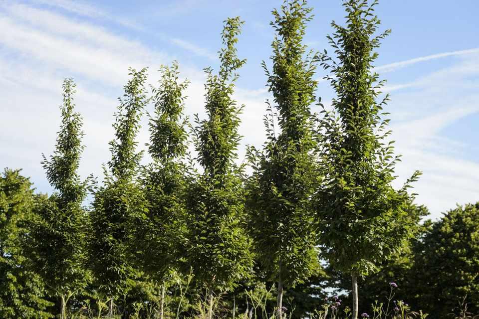 Carpinus Betulus Fastigiata Low Branch - View 10 from www redcrocus com