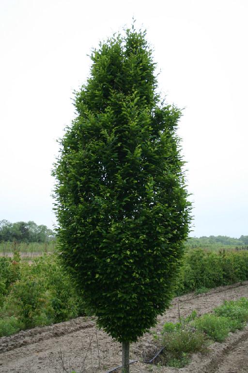 Carpinus Betulus Fastigiata Low Branch - View 14 from www redcrocus com