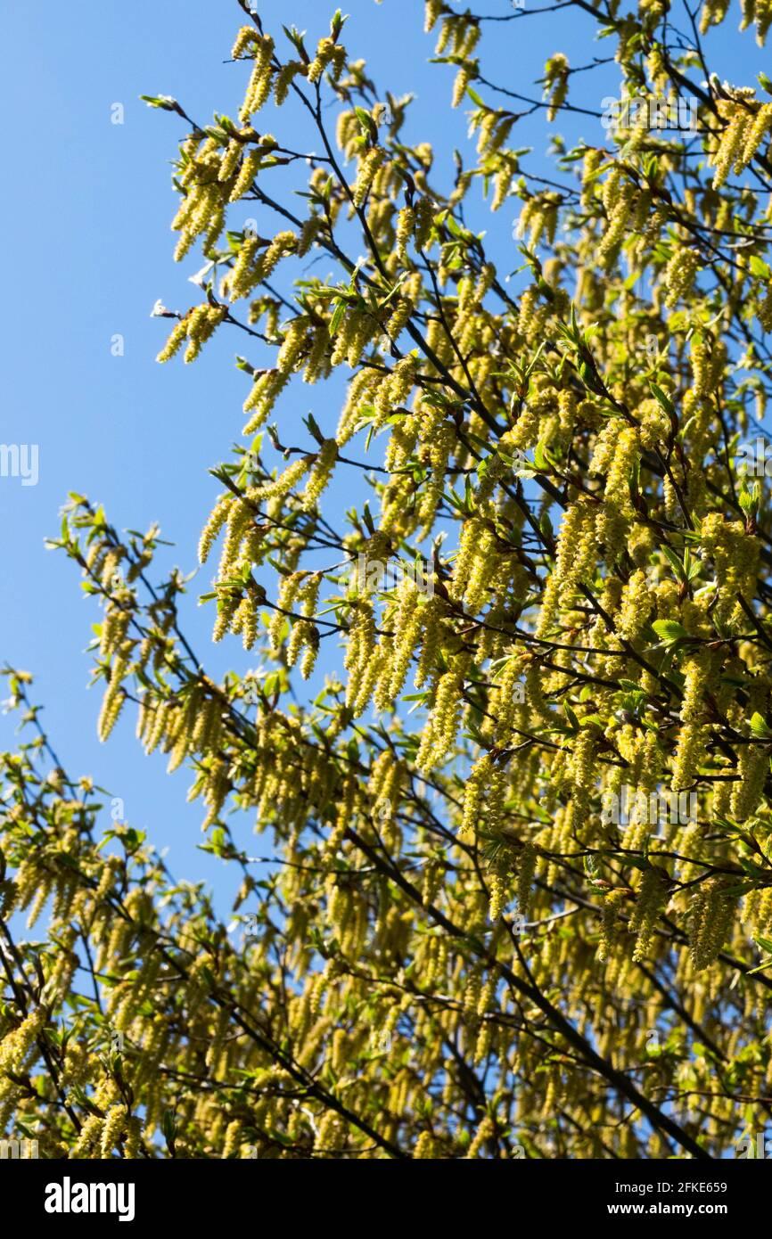 Carpinus Betulus Fastigiata Low Branch - View 15 from www redcrocus com